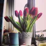 red tulips, pink tulips, flowers of spring, bright flowers, lace vase